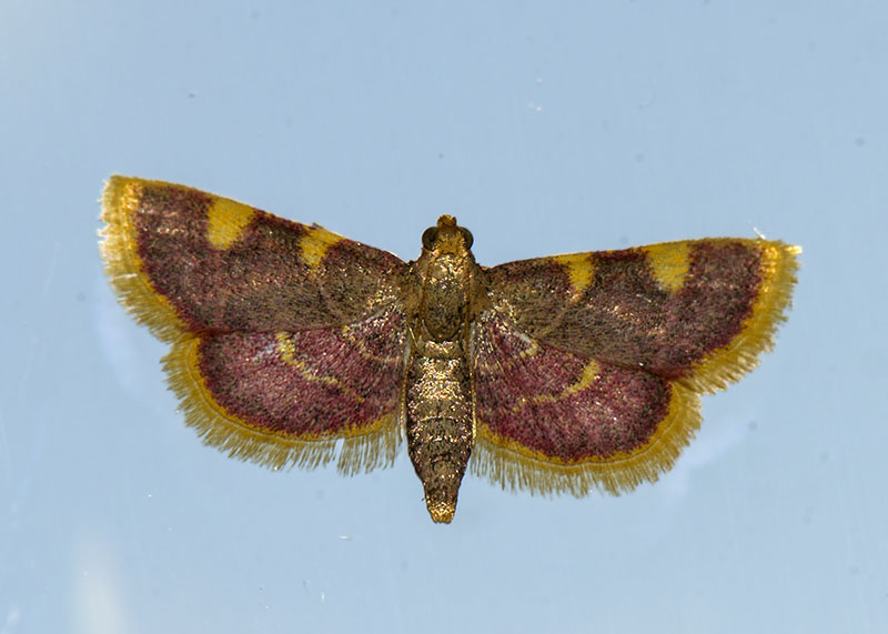 Hypsopygia costalis, Pyralidae